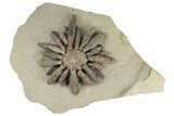 Jurassic Fossil Urchin (Reboulicidaris) - Amellago, Morocco #194866-2